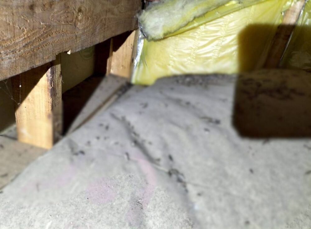 福岡県嘉穂郡桂川町　コウモリによる被害　T様邸　駆除実績