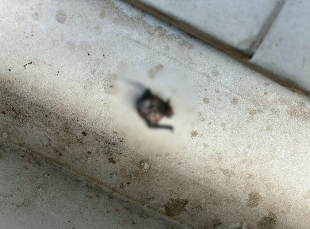 福岡県八女市　コウモリによる被害　O様邸　駆除実績
