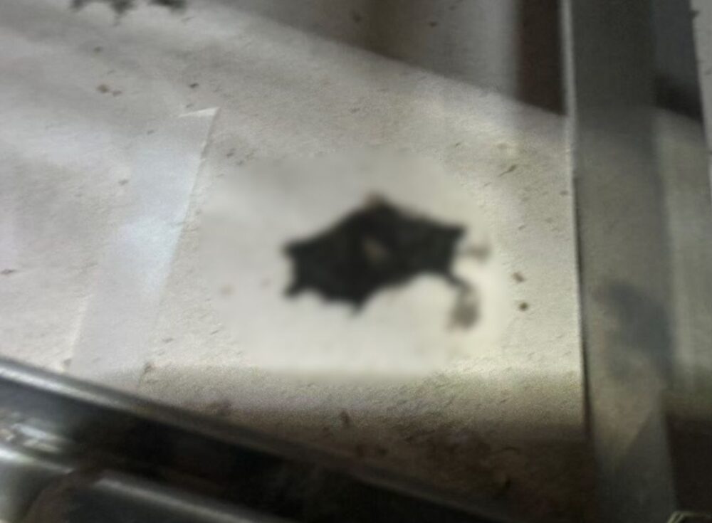 大分県玖珠郡九重町　コウモリによる被害　R様邸　駆除実績