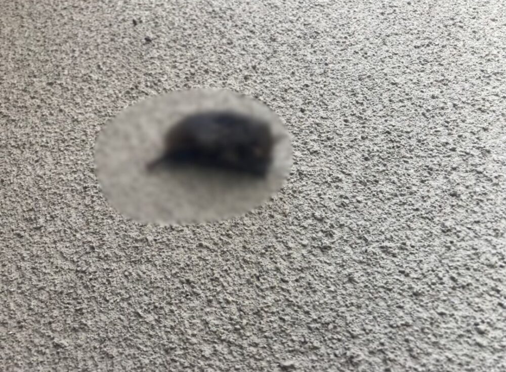 山口県宇部市　コウモリによる被害　K様邸　駆除実績