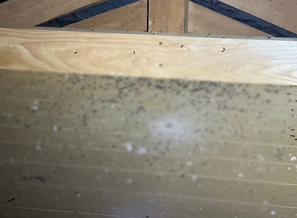 山口県下関市　コウモリによる被害　T様邸　駆除実績