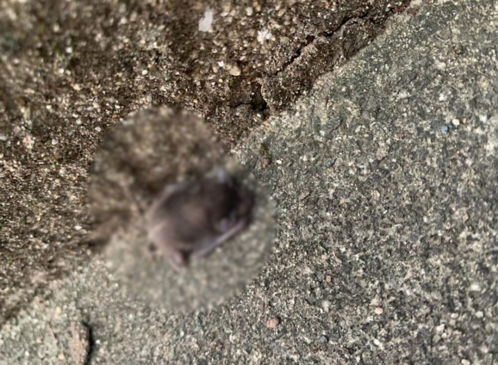 佐賀県杵島郡大町町　コウモリによる被害　H様邸　駆除実績