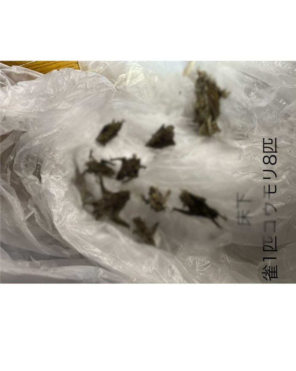 熊本県八代郡氷川町　コウモリによる被害　D様邸　駆除実績
