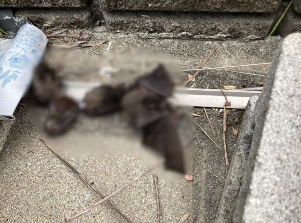 大分県大分市　コウモリによる被害　S様邸　駆除実績