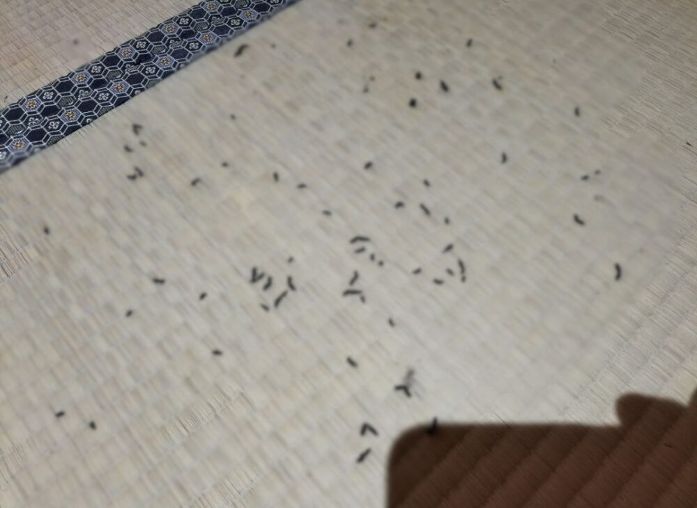 福岡県嘉麻市　コウモリによる被害　A株式会社　駆除実績