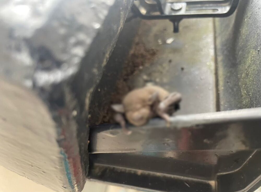 福岡県京都郡苅田町　コウモリによる被害　A様邸　駆除実績