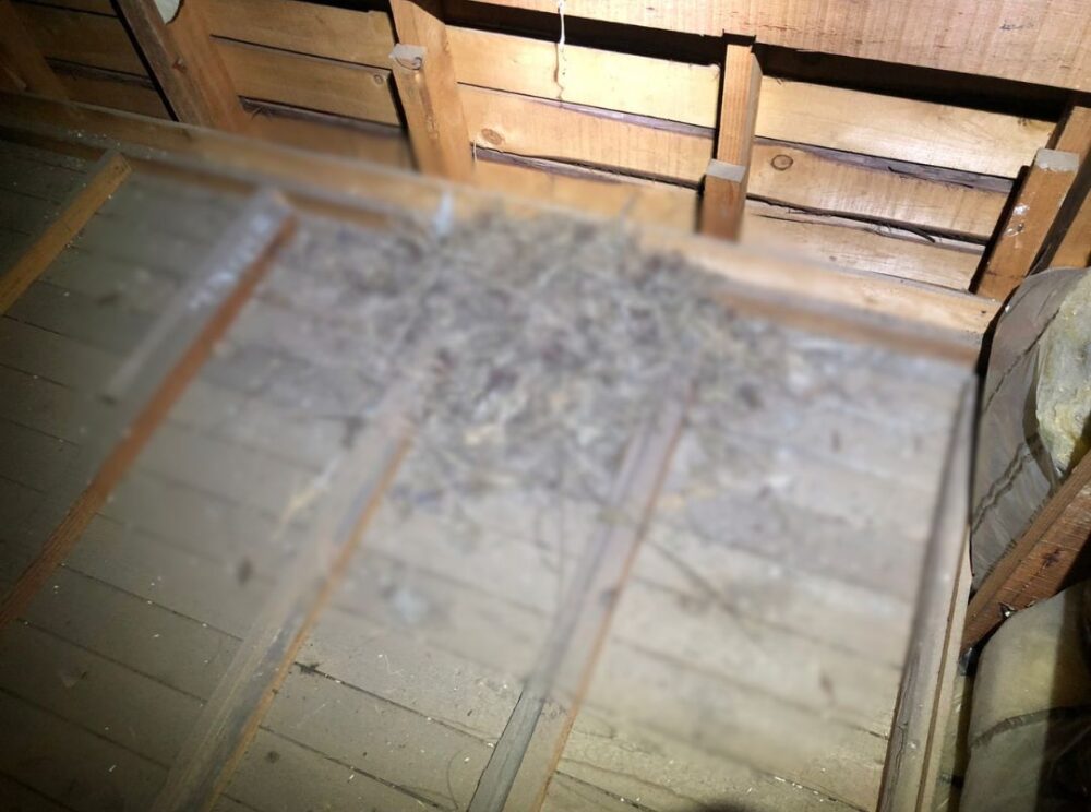 佐賀県神埼市　コウモリによる被害　G様邸　駆除実績