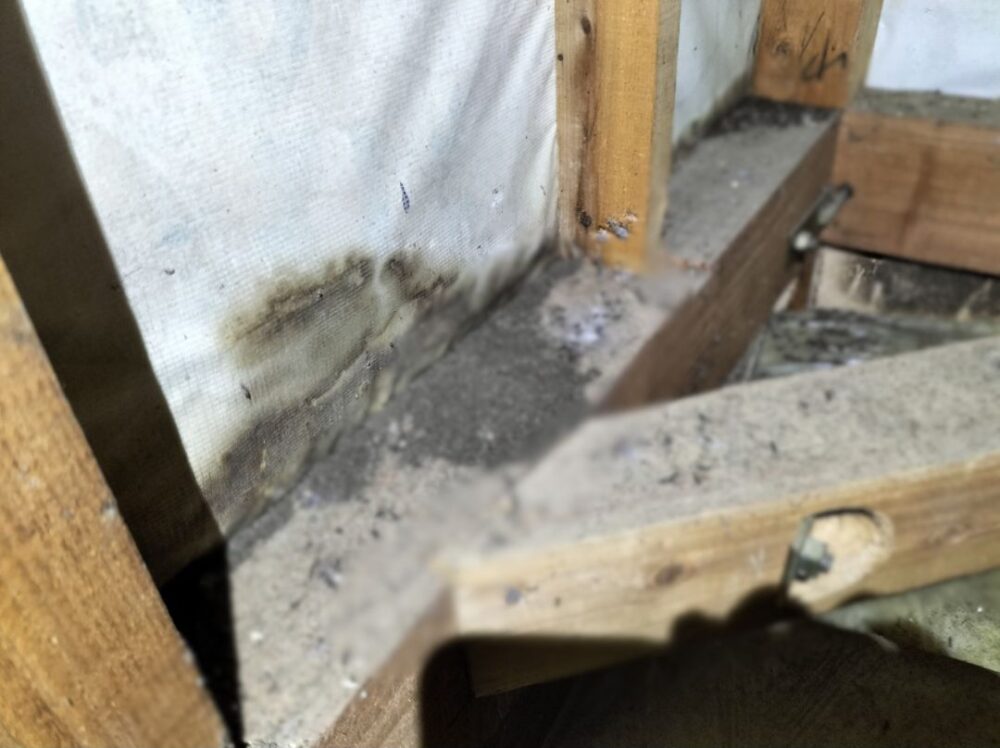 福岡県築上郡吉富町　コウモリによる被害　Y様邸　駆除実績