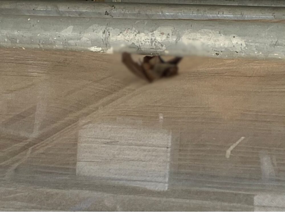 大分県玖珠郡玖珠町　コウモリによる被害　D様邸　駆除実績