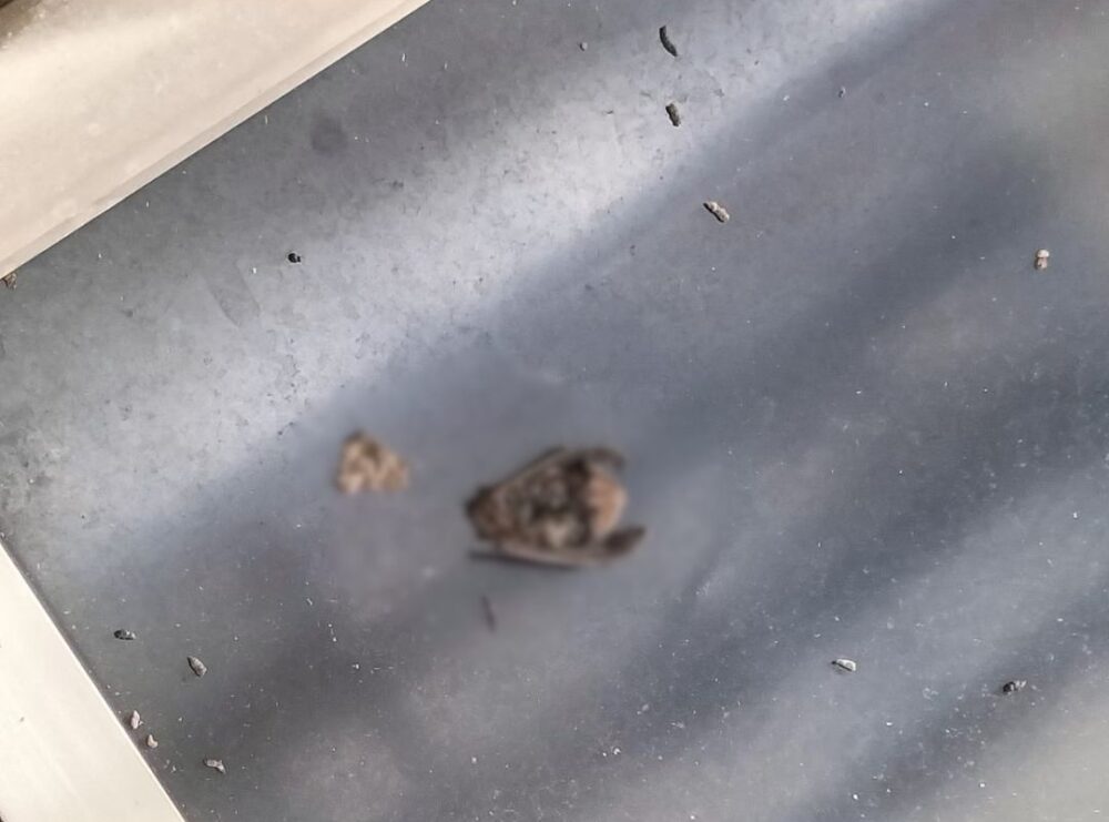 大分県玖珠郡玖珠町　コウモリによる被害　U様邸　駆除実績