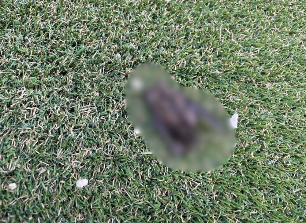 大分県由布市　コウモリによる被害　O様邸　駆除実績