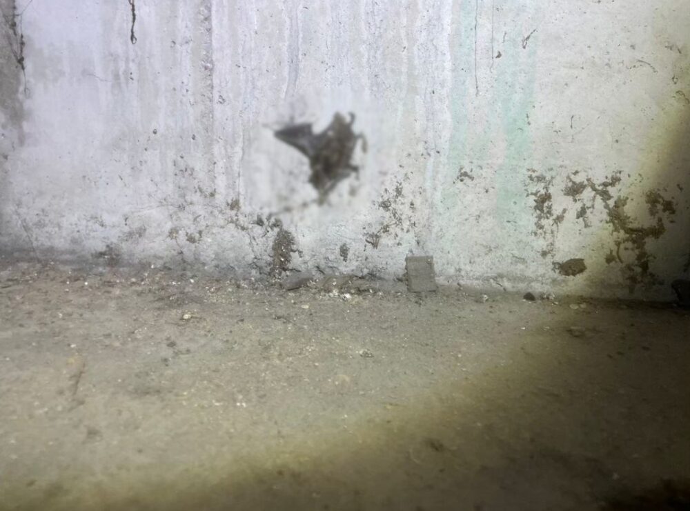 佐賀県神崎市　コウモリによる被害　K様邸　駆除実績