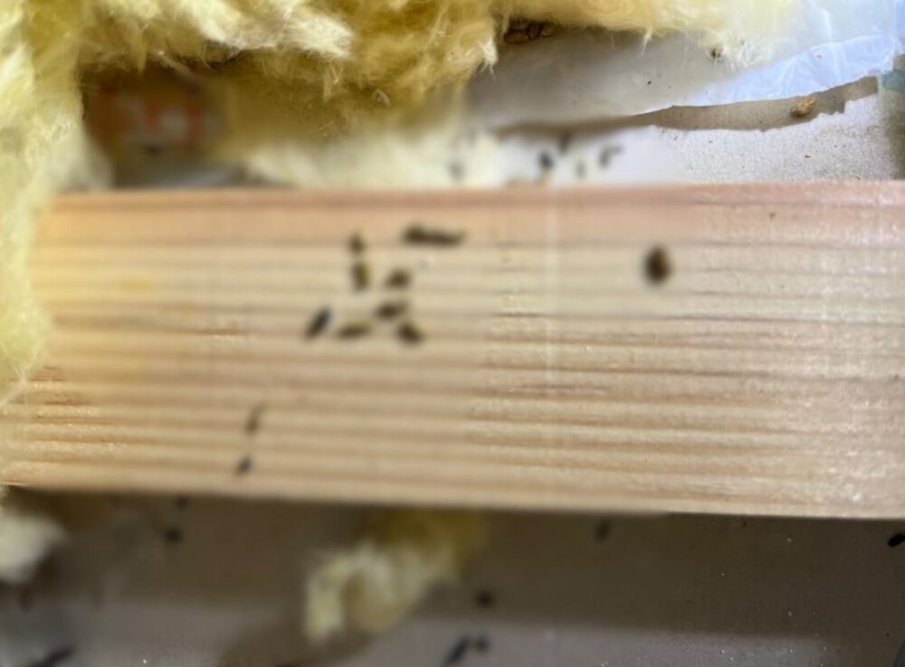 山口県美祢市　コウモリによる被害　S様邸　駆除実績