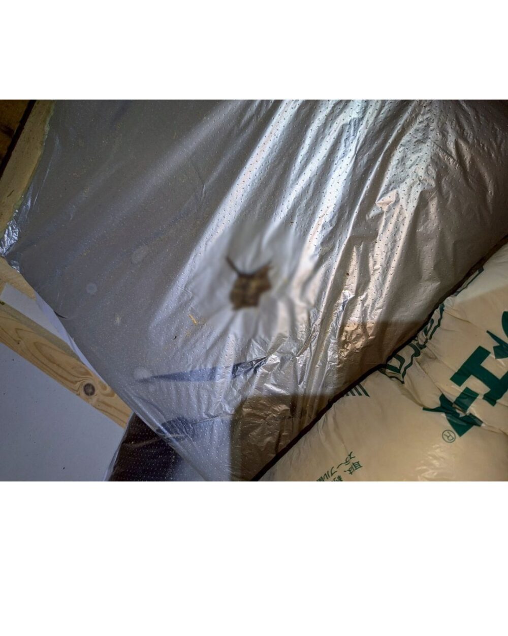 福岡県糟屋郡粕屋町　コウモリによる被害　O様邸　駆除実績