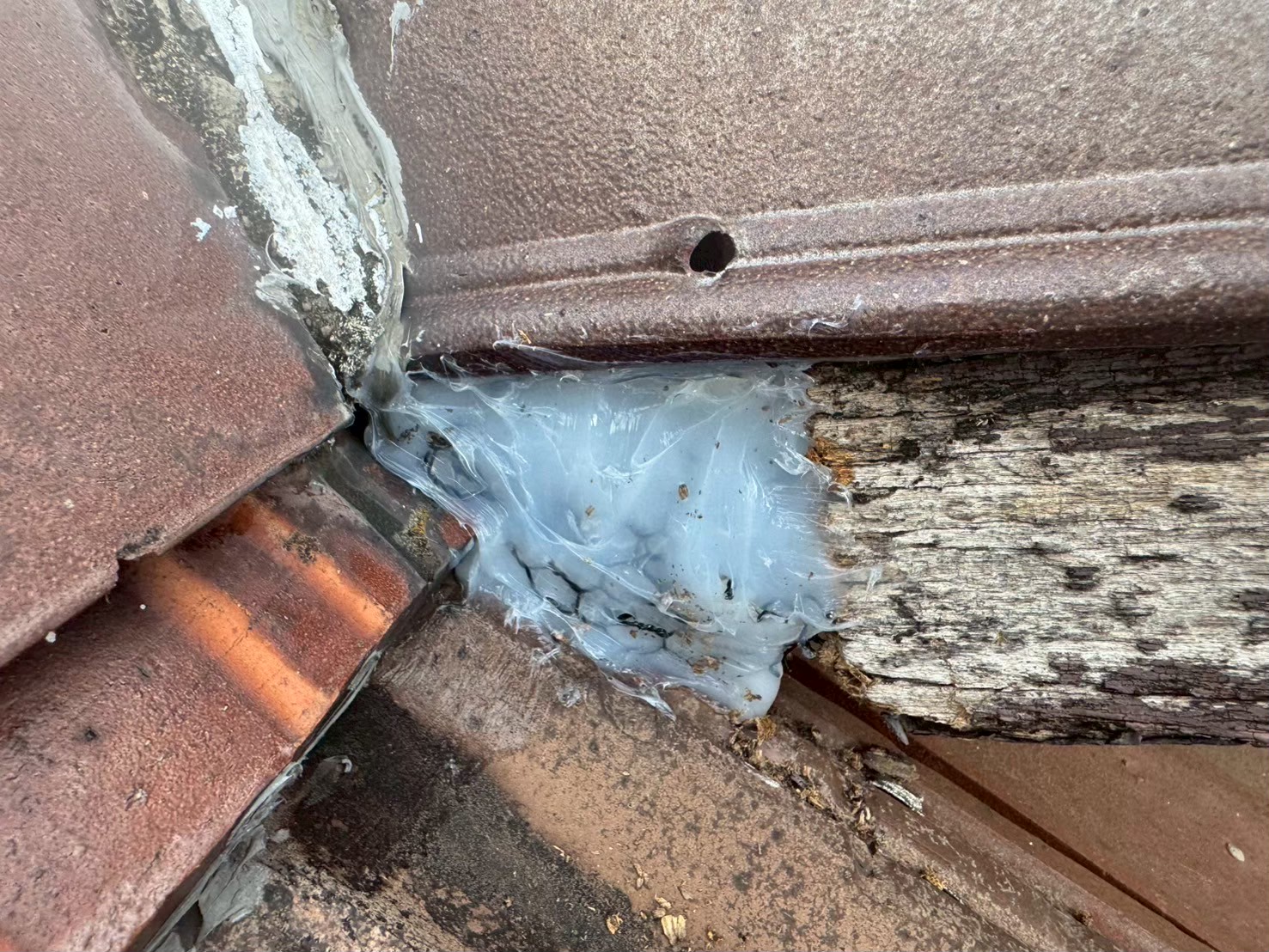 山口県美祢市　ネズミによる被害　I様邸　駆除実績