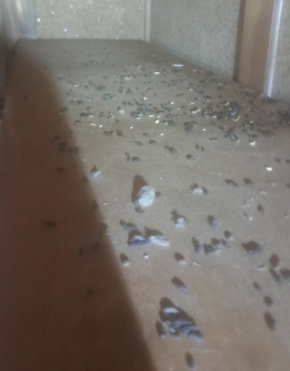 福岡県北九州市　ネズミによる被害　Y様邸　駆除実績