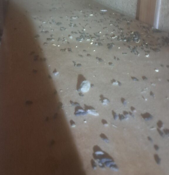 大分県九重町　ネズミによる被害　I様邸　駆除実績