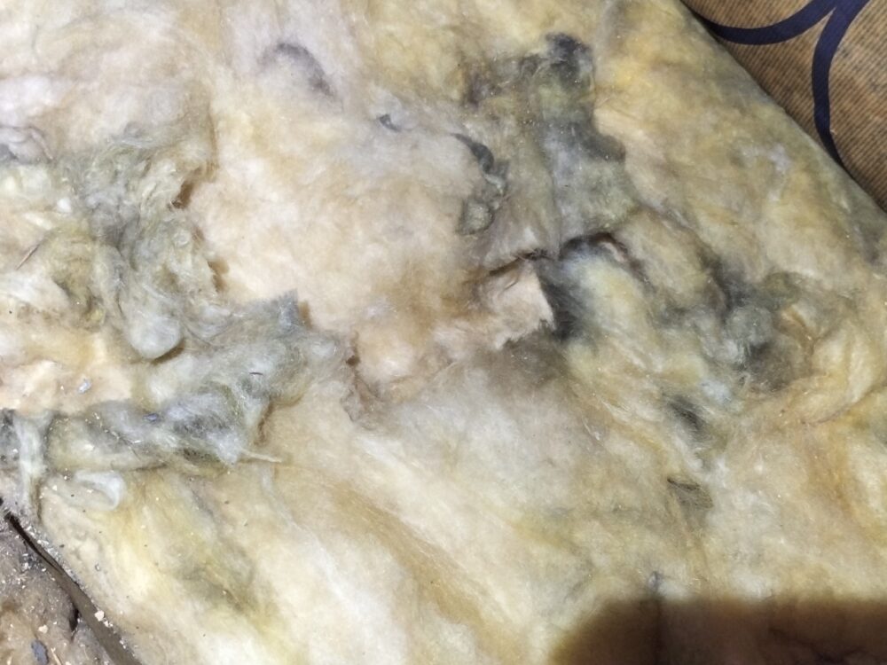 福岡県北九州市　ネズミによる被害　Y様邸　駆除実績