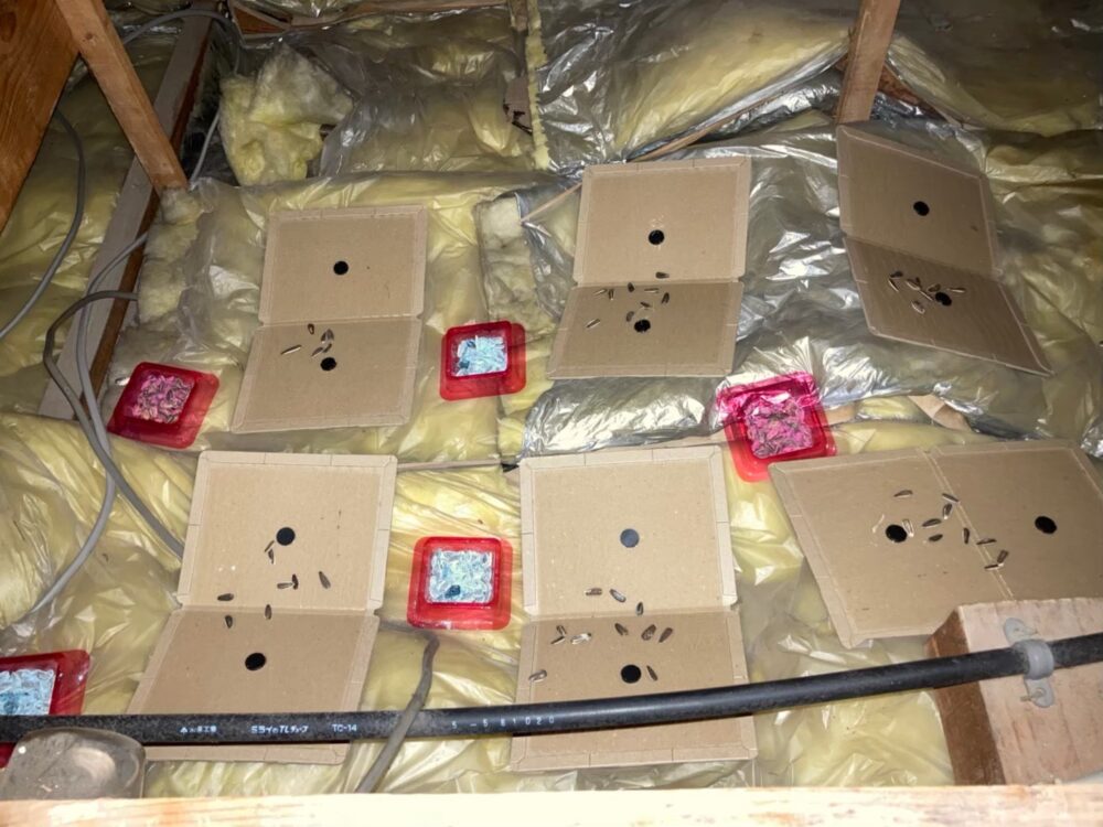 ネズミによる被害　I様邸　駆除実績