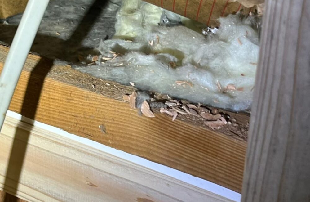 大分市日田市　ネズミによる被害　S様邸　駆除実績