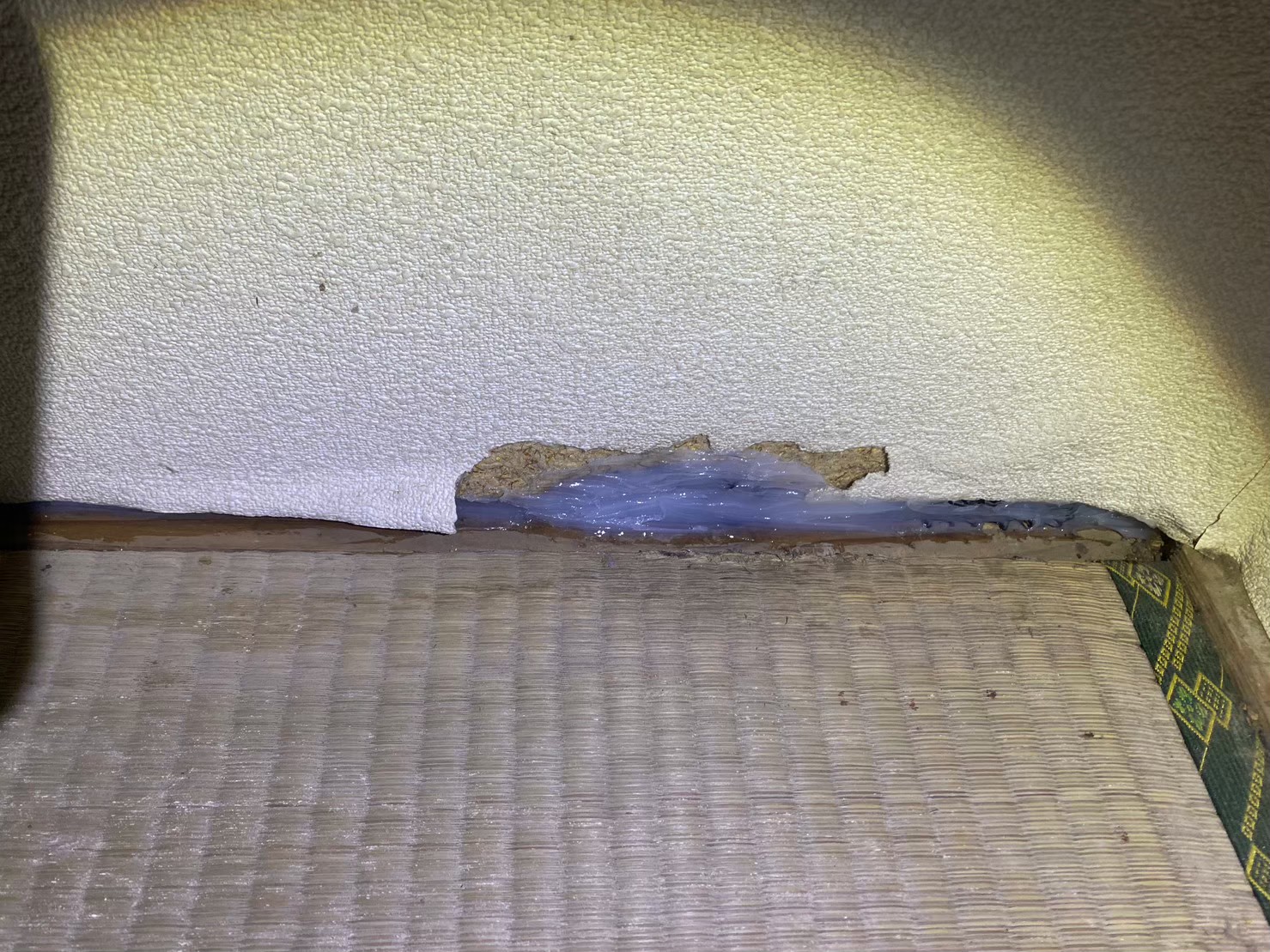 長崎県佐世保市　ネズミによる被害　S様邸　駆除実績
