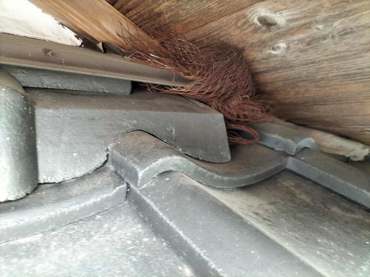福岡県糟屋郡志免町　ネズミによる被害　H様邸　駆除実績