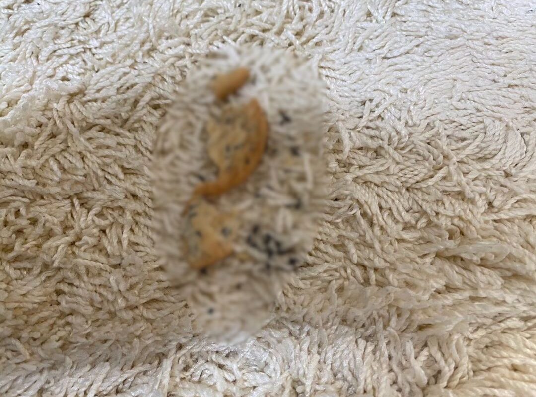 大分県宇佐市　ネズミによる被害　T様邸　駆除実績