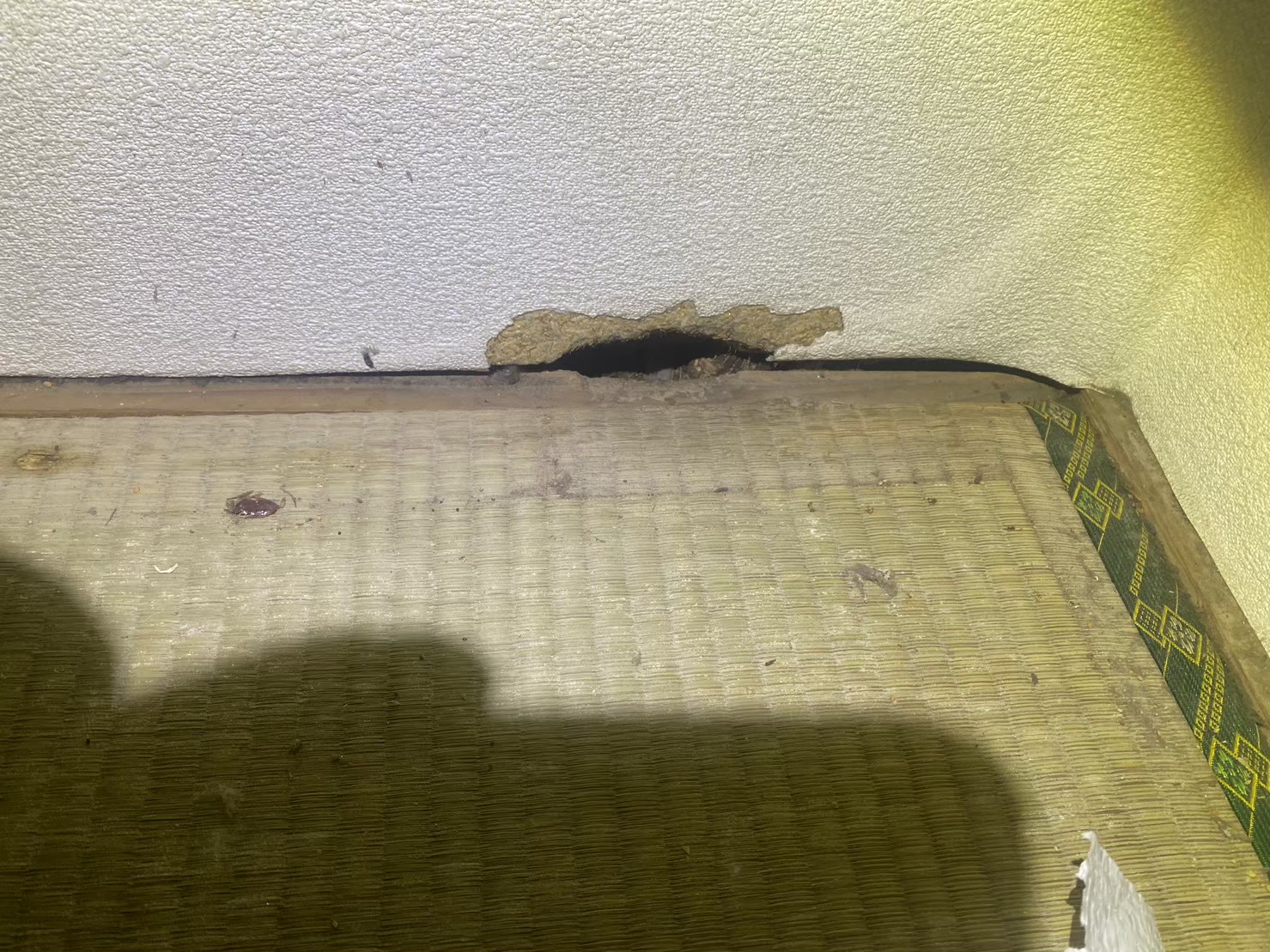 長崎県佐世保市　ネズミによる被害　S様邸　駆除実績