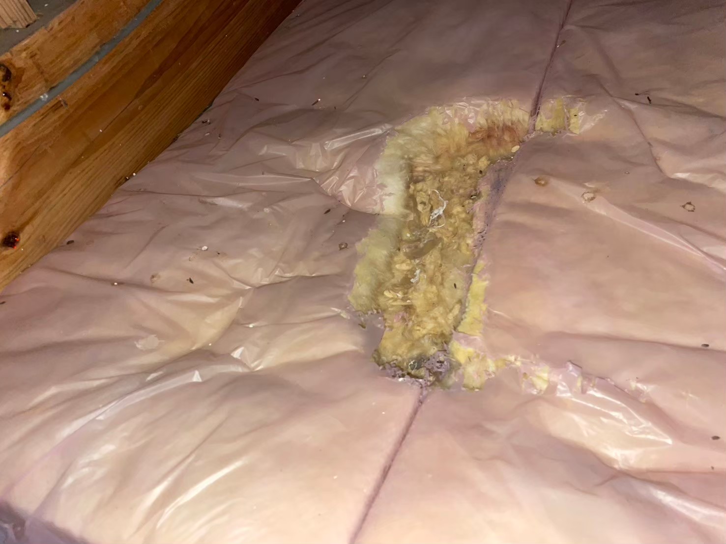 長崎県北松浦郡佐々町　ネズミによる被害　Y様邸　駆除実績