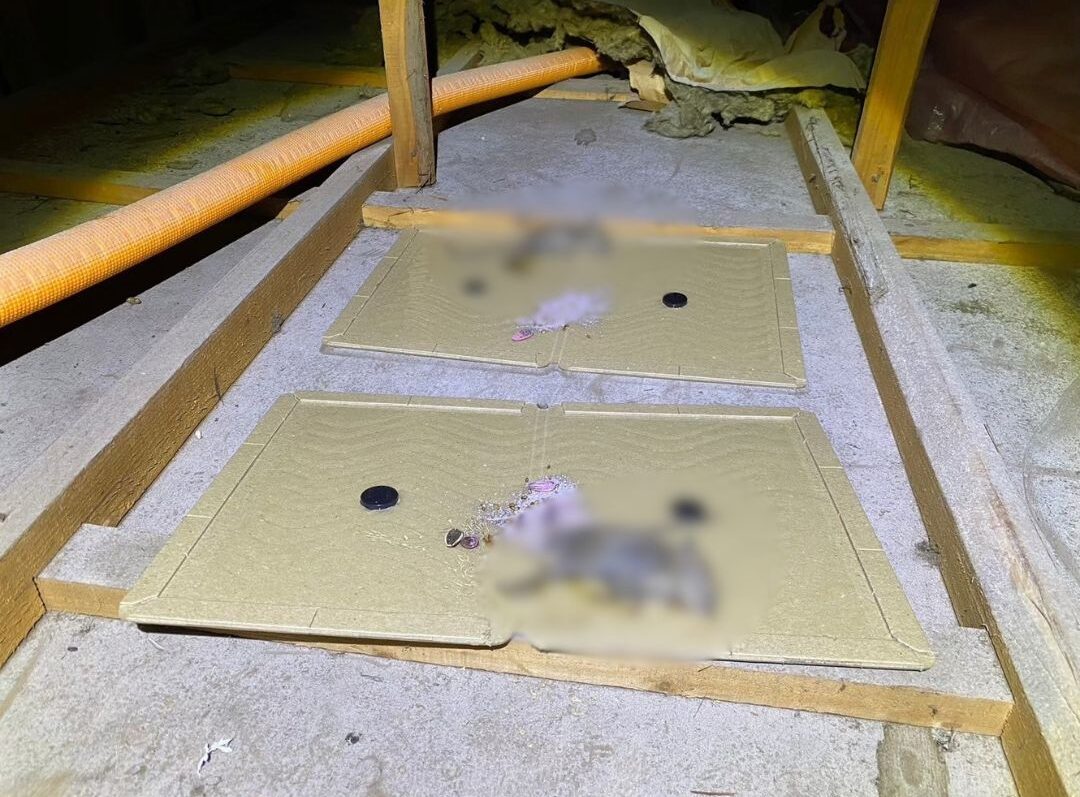 長崎県松浦市　ネズミによる被害　M様邸　駆除実績