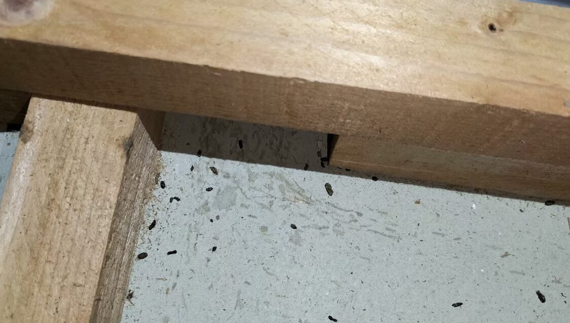 山口県美祢市　ネズミによる被害　S様邸　駆除実績