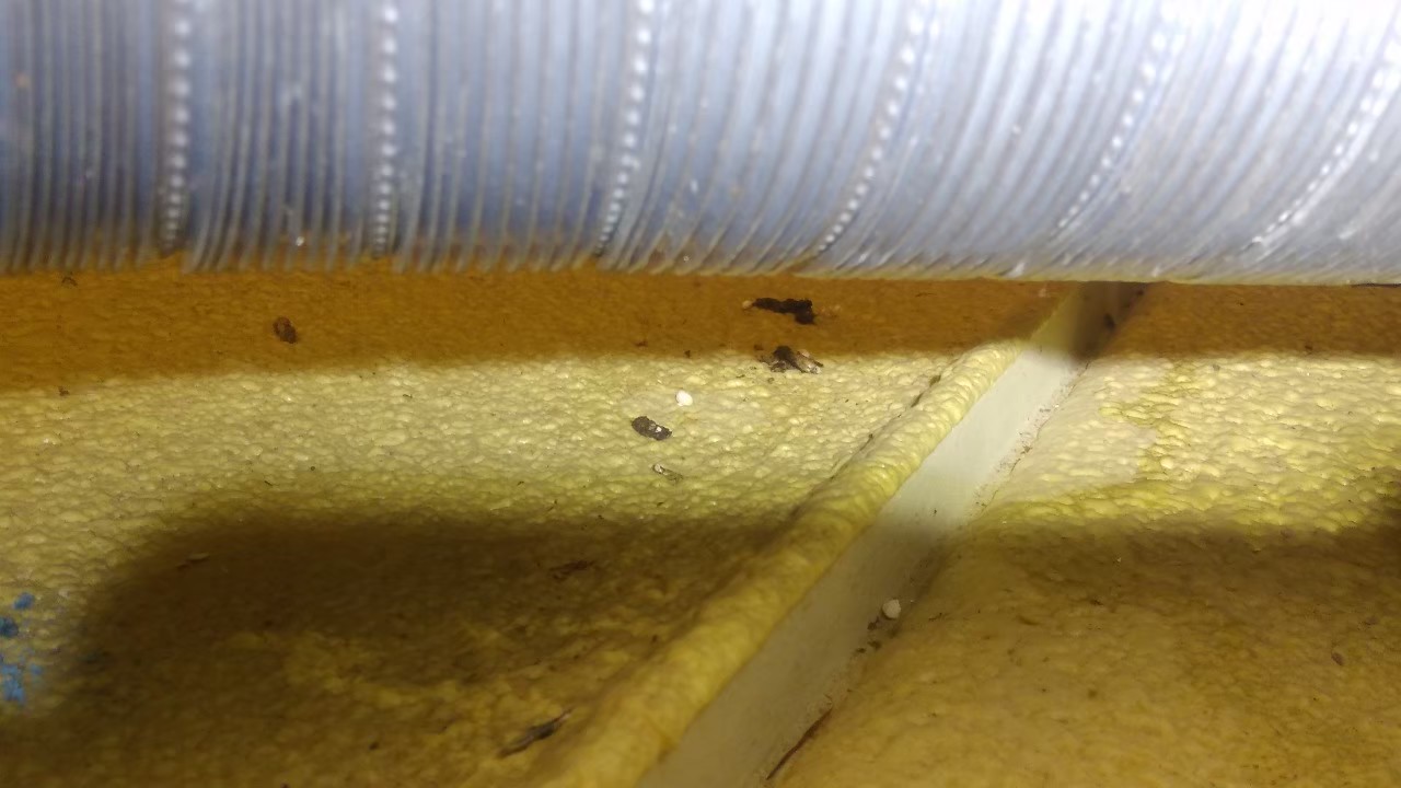 大分県中津市　ネズミによる被害　A様邸　駆除実績