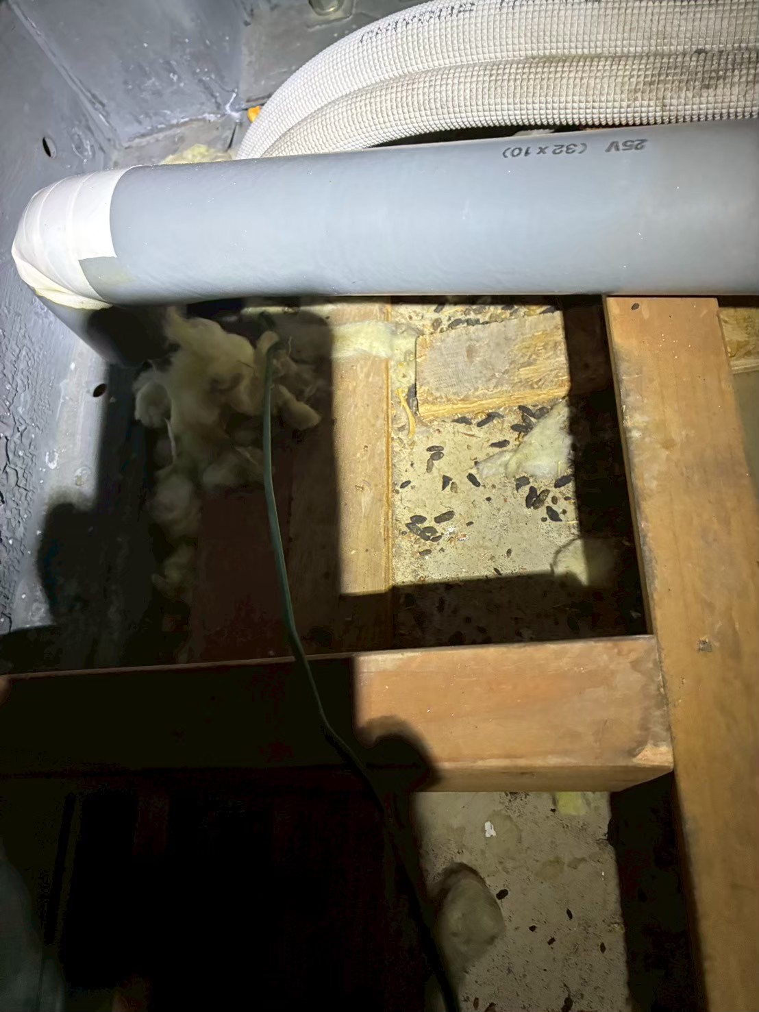 熊本県御船町　ネズミによる被害　M様邸　駆除実績