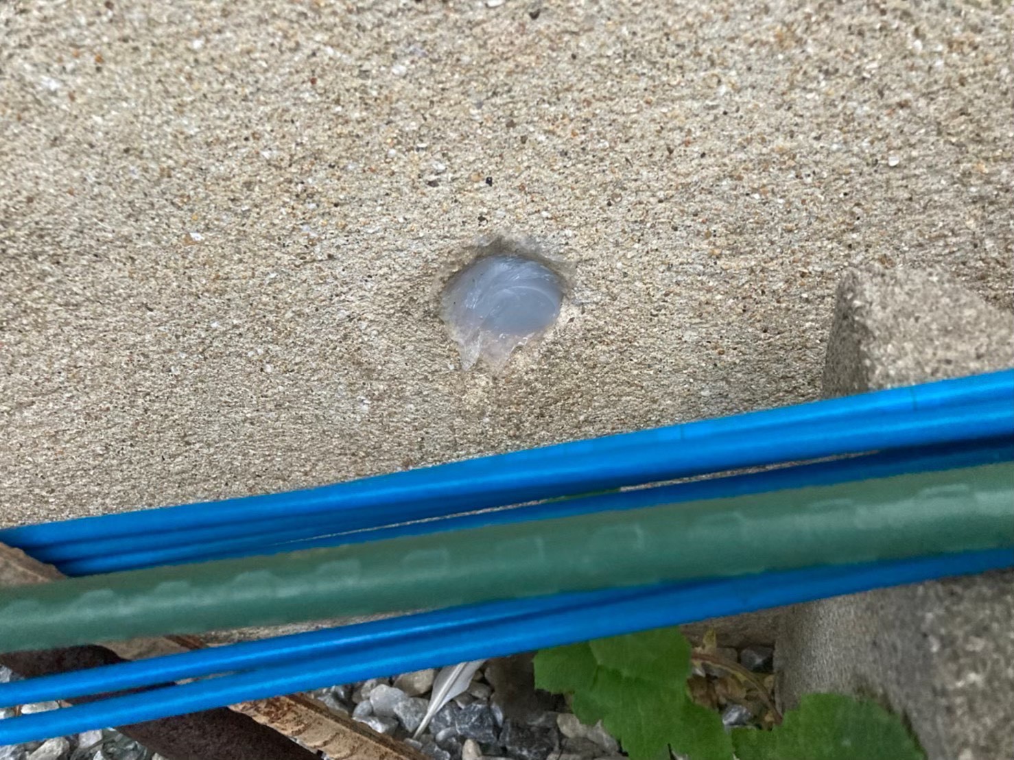 ネズミによる被害　K様邸　駆除実績