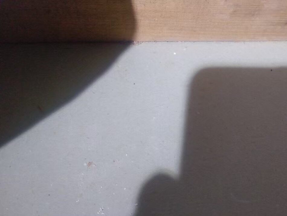 ネズミによる被害　D様邸　駆除実績