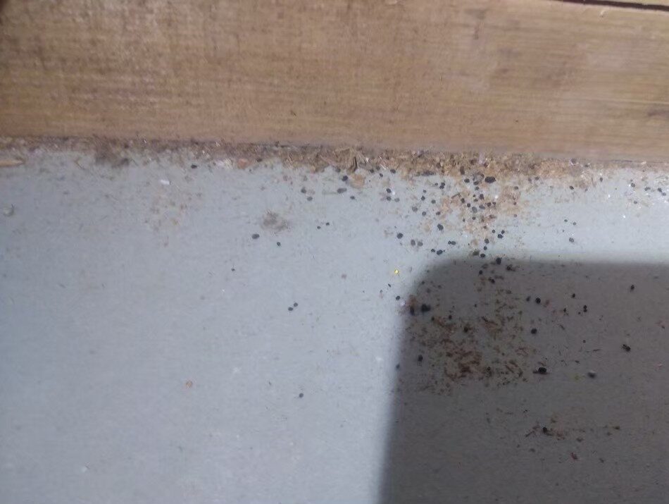 ネズミによる被害　D様邸　駆除実績