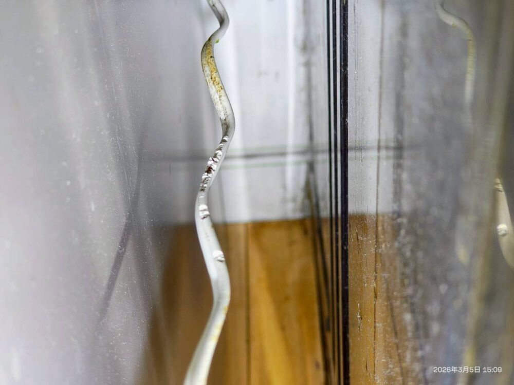 大分県中津市　ネズミによる被害　A様邸　駆除実績