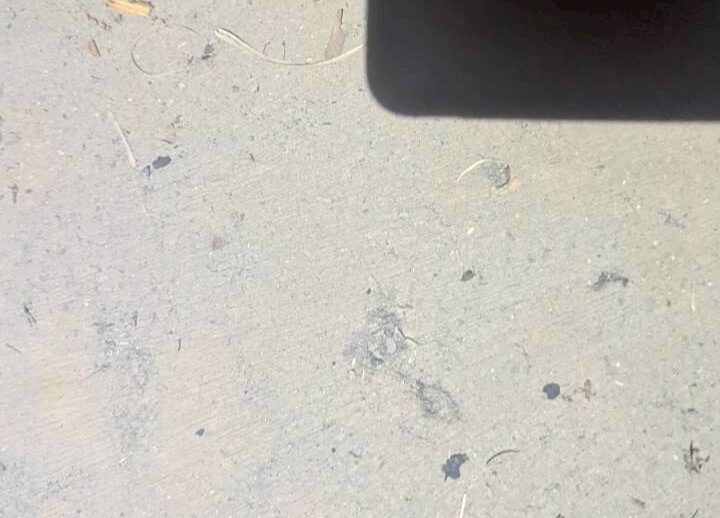 佐賀県鹿島市　ネズミによる被害　M様邸　駆除実績