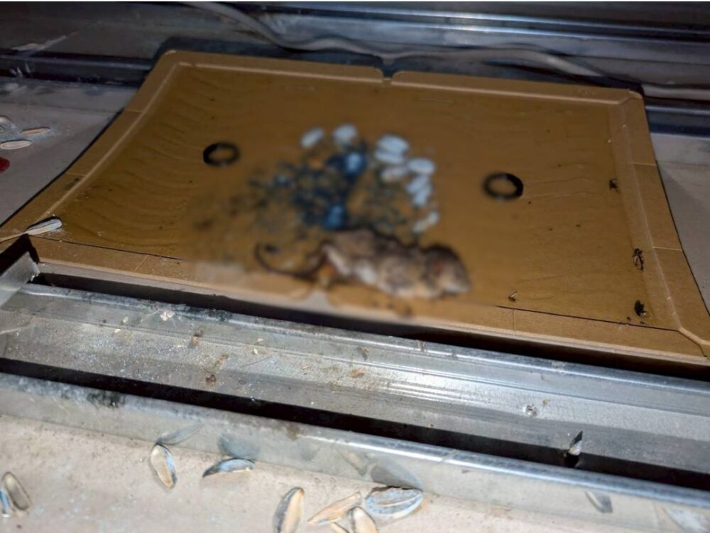 熊本県上益城郡益城町　ネズミによる被害　H様邸　駆除実績