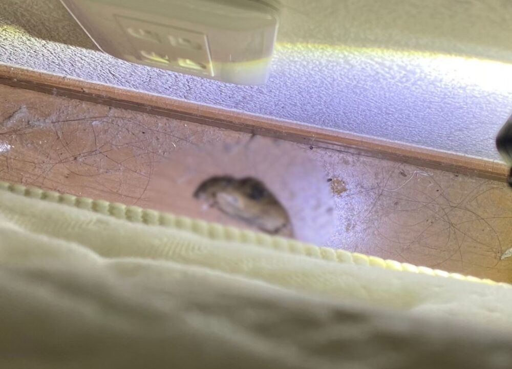 大分県宇佐市　ネズミによる被害　T様邸　駆除実績