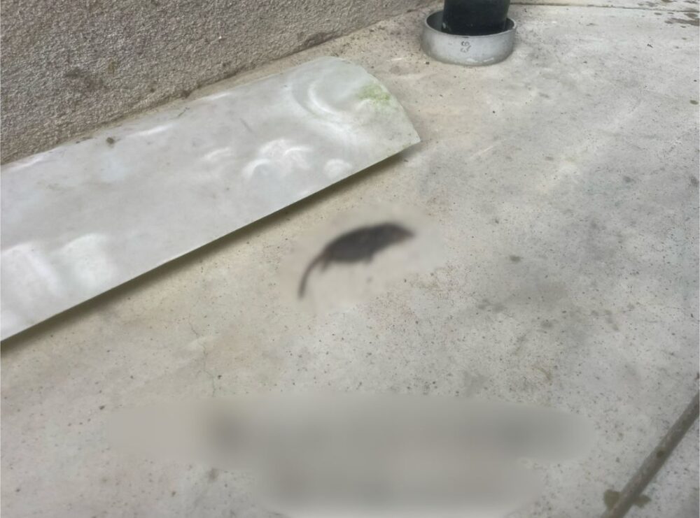 熊本県玉名郡玉東町　ネズミによる被害　N様邸　駆除実績