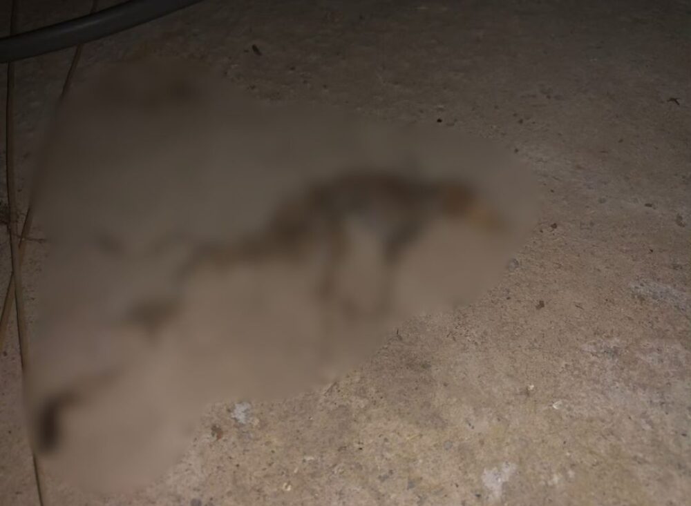 佐賀県三養基郡みやき町　ネズミによる被害　Y様邸　駆除実績