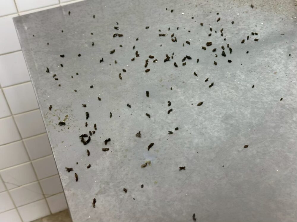 長崎県由布市　ネズミによる被害　Y様邸　駆除実績