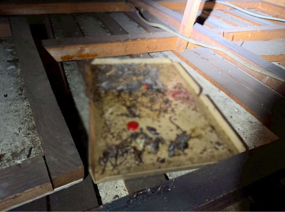 長崎県北松浦郡佐々町　ネズミによる被害　T様邸　駆除実績