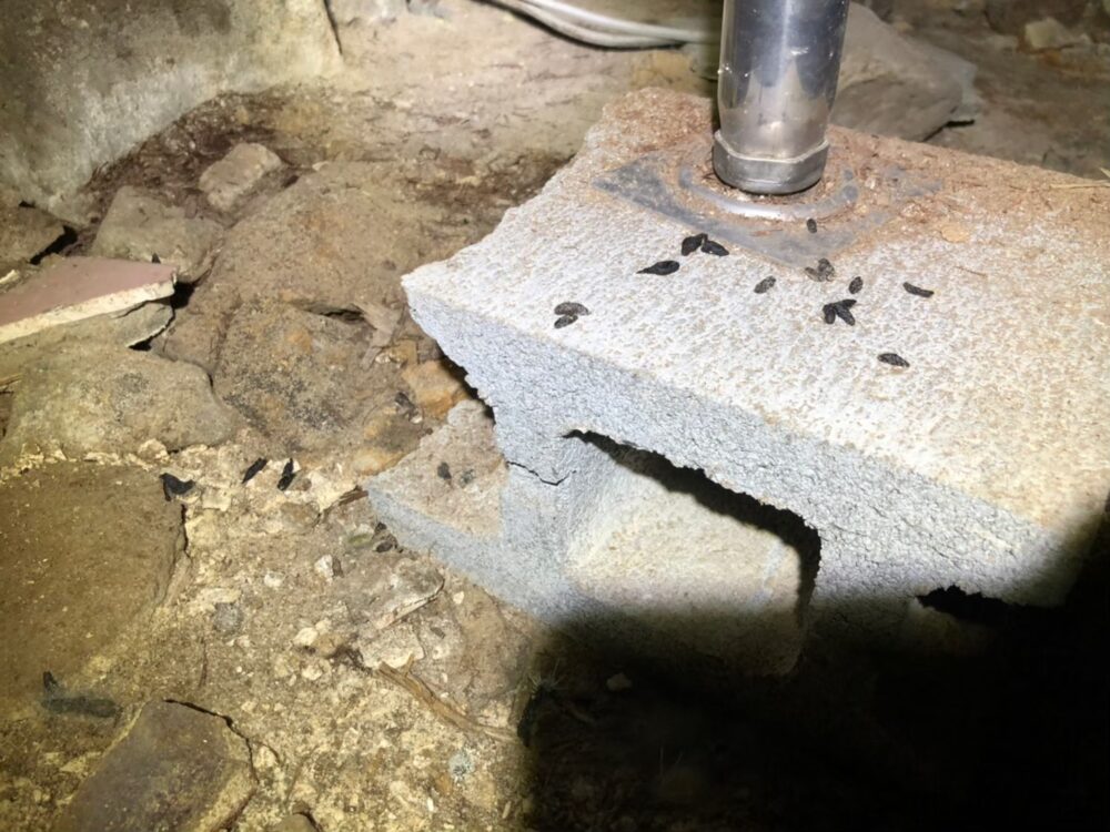 山口県美祢市　ネズミによる被害　S様邸　駆除実績