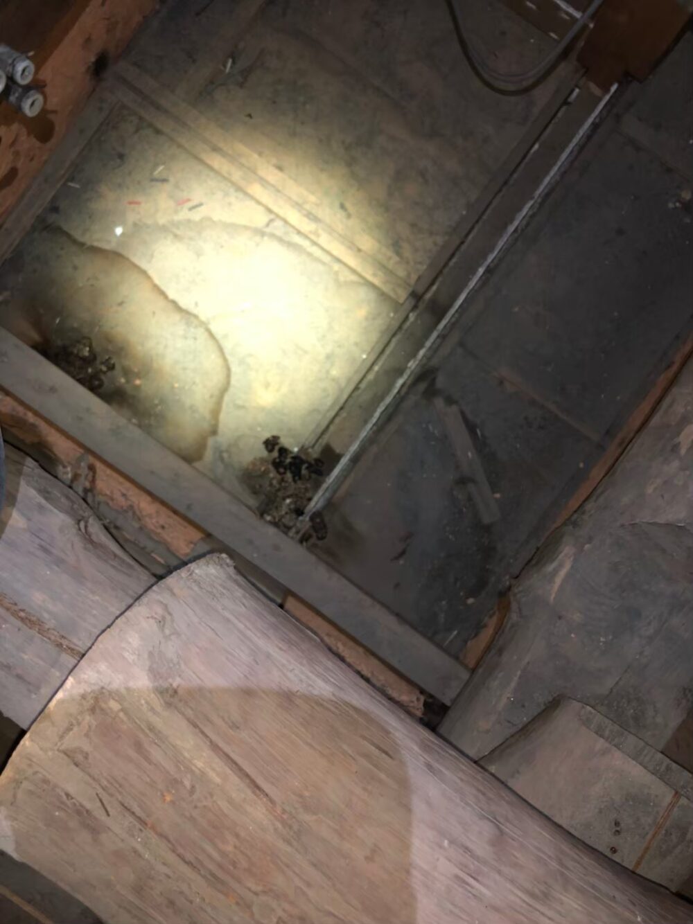 ハクビシンによる被害　Y様邸　駆除実績