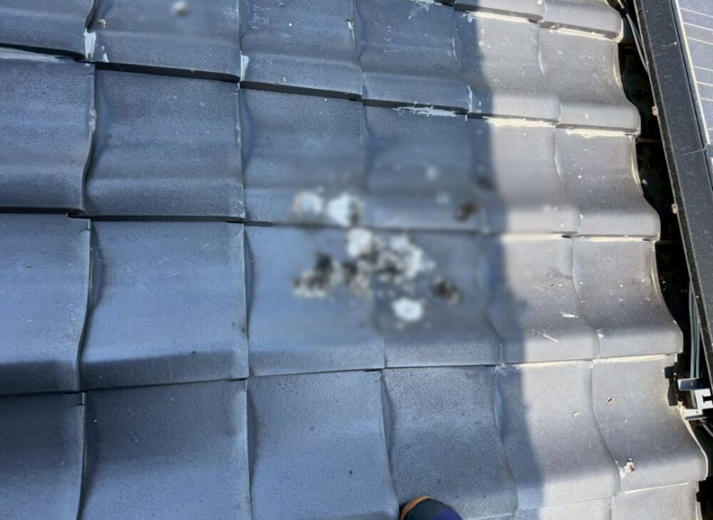 大分県大分市　ハトによる被害　B様邸　駆除実績
