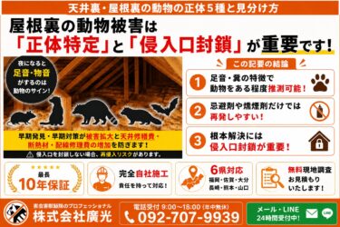 天井裏・屋根裏の動物の正体5種と見分け方