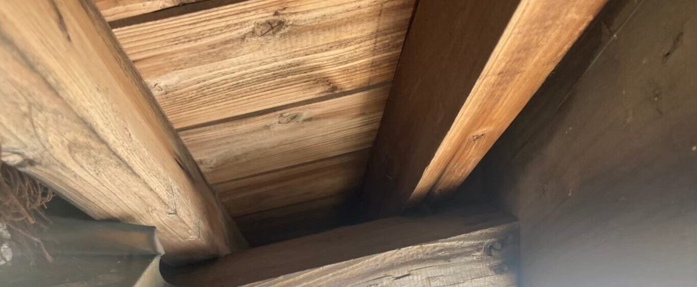 アライグマによる被害　M様邸　駆除実績