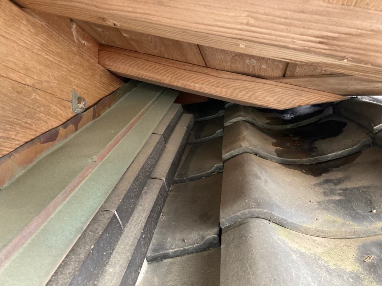 アライグマによる被害　M様邸　駆除実績